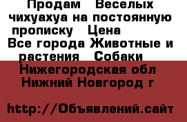 Продам.  Веселых чихуахуа на постоянную прописку › Цена ­ 8 000 - Все города Животные и растения » Собаки   . Нижегородская обл.,Нижний Новгород г.